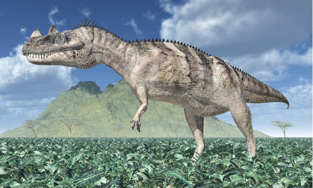 Carnotaurus, DinoDB