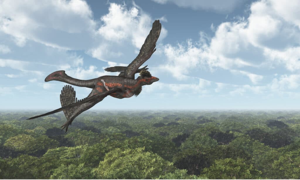 Microraptors were among the smallest of the dinosaurs of the Dromaeosauridae