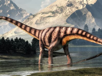 A Discover the Biggest Diplodocus Ever Found 