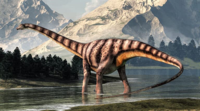 Diplodocus was a sauropod dinosaur that lived in North America during the late Jurassic era
