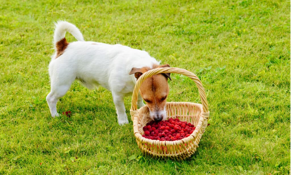 Dog stealing raspberries from basket
