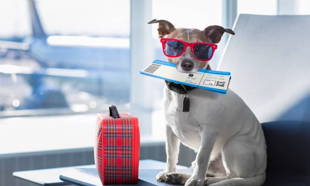 Dog in airport terminal with ticket in its mouth, sunglasses, and a little suitcase