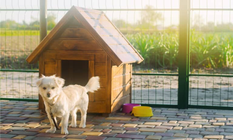 dog in dog house