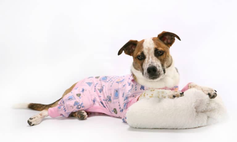 dog in pajamas
