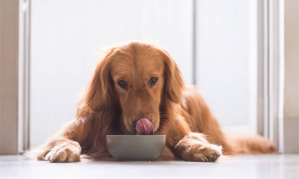 Gold Retriever licking lips over its food bowl