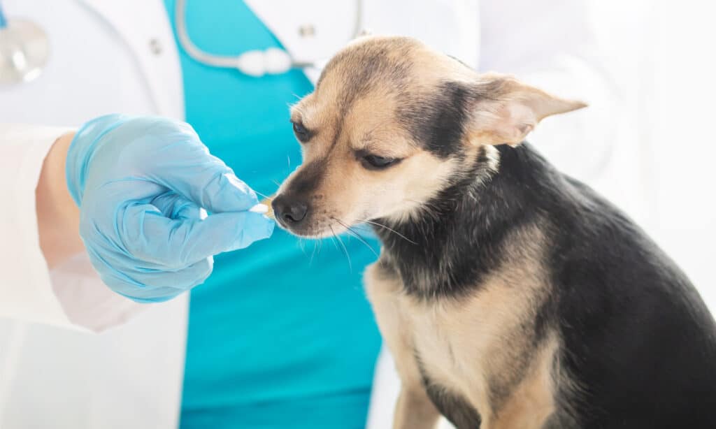 Veterinarian giving a Veterinarian giving a chihuaha a pilla pill