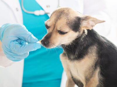A Exactly How Much Amoxicillin to Give Your Dog (with a Dosage Chart)