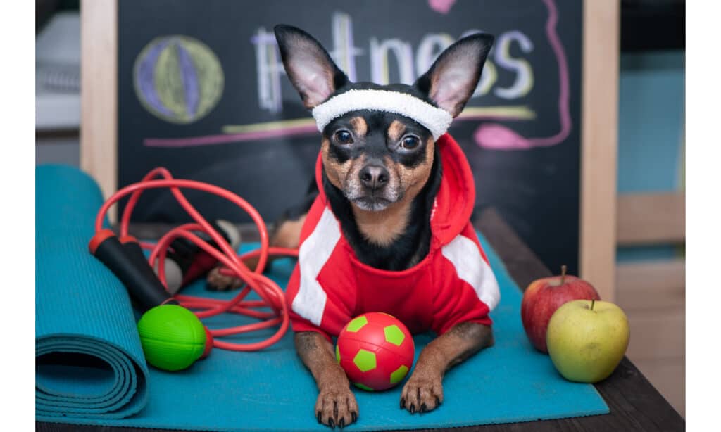 Chihuahua dressed as personal trainer with exercise equipment