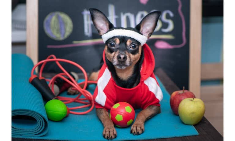 Chihuahua dressed as personal trainer with exercise equipment