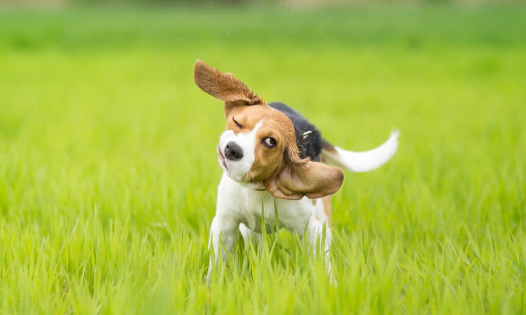 beagle shaking its head