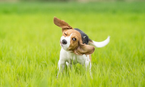 15 Most Lovable Lap Dog Breeds - A-Z Animals