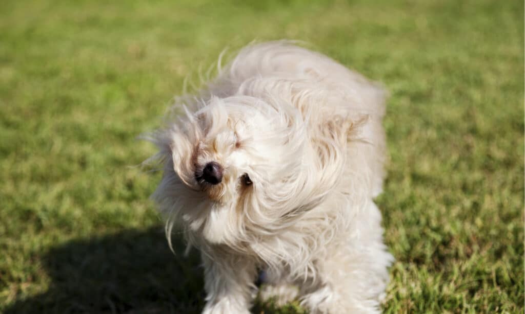 dog shaking its head