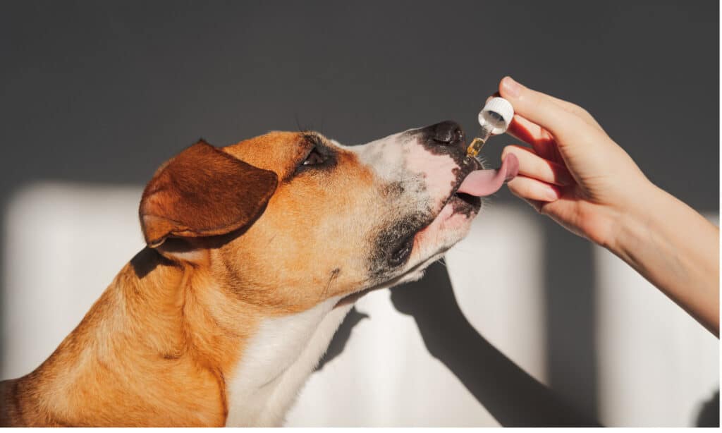 Person's hand giving a dog medication with a dropper