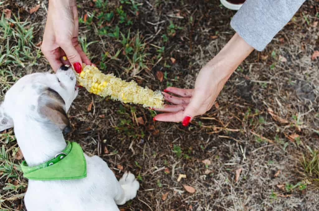 dog looking at corncob