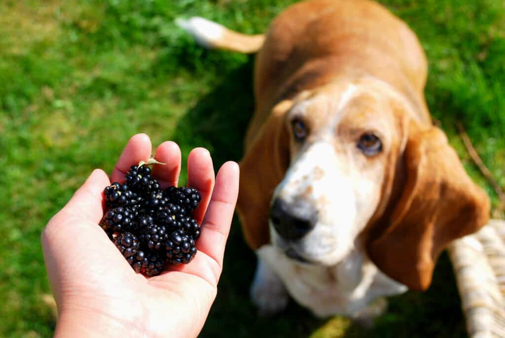 basset hound staring intently at blackberries