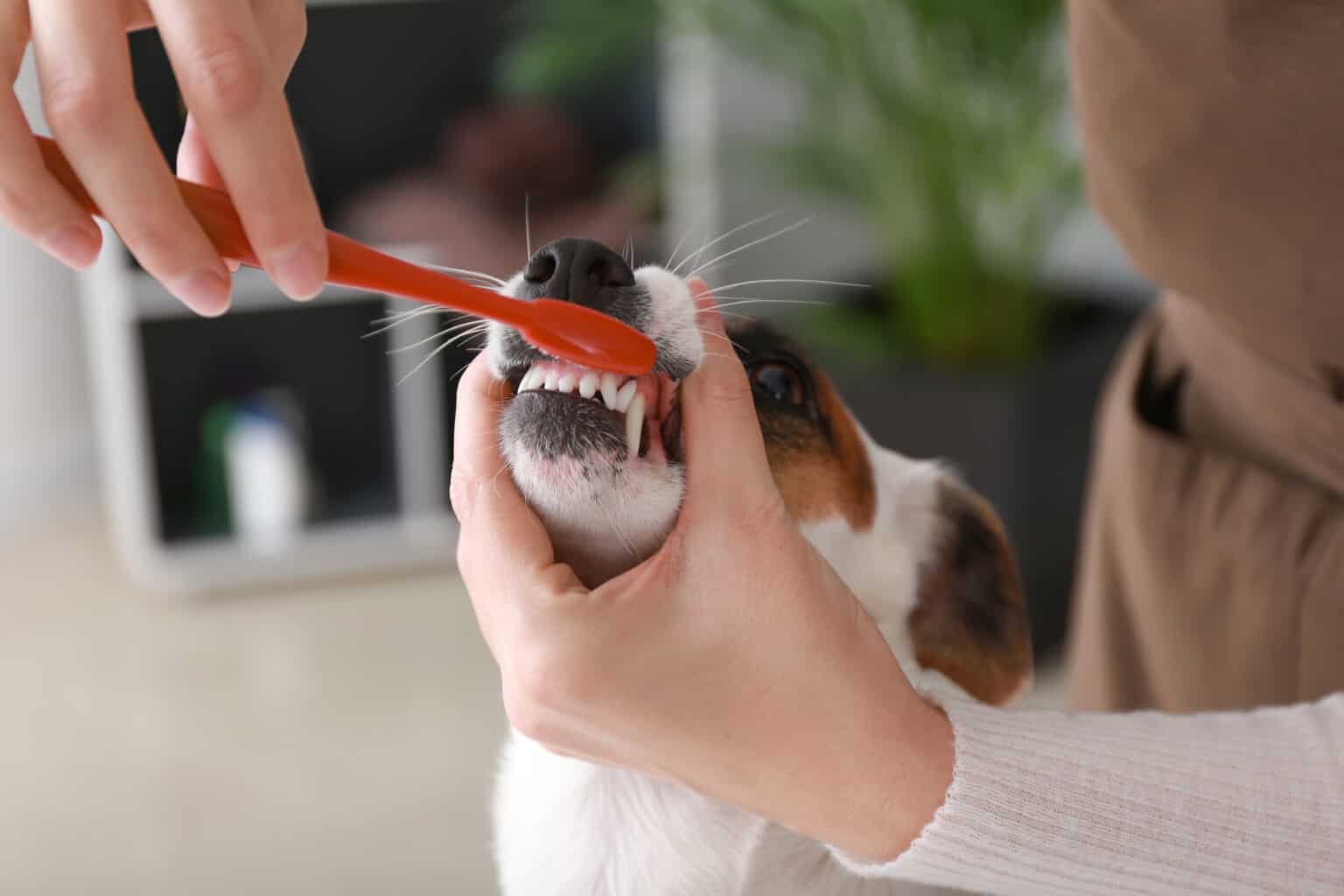 Dog Teeth Brushing 7 Tips for Maintaining Oral Health in Your Pup AZ Animals