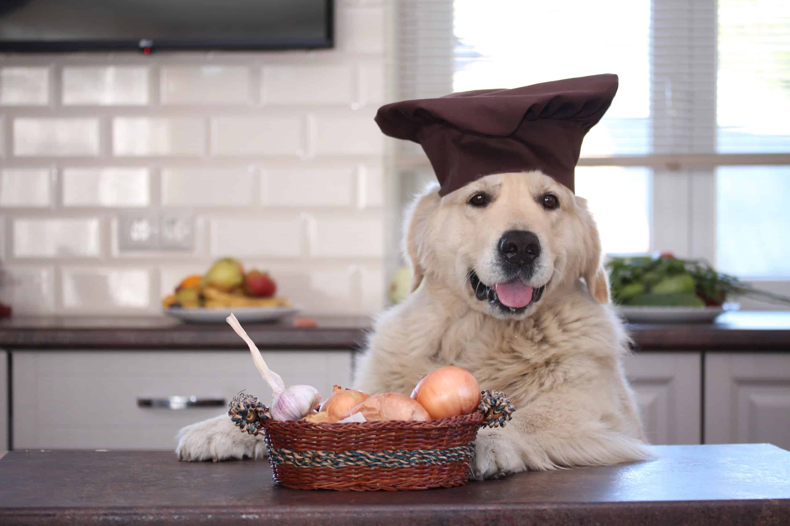 Dogs Eating Onions Is Dangerous! Here's Why - AZ Animals