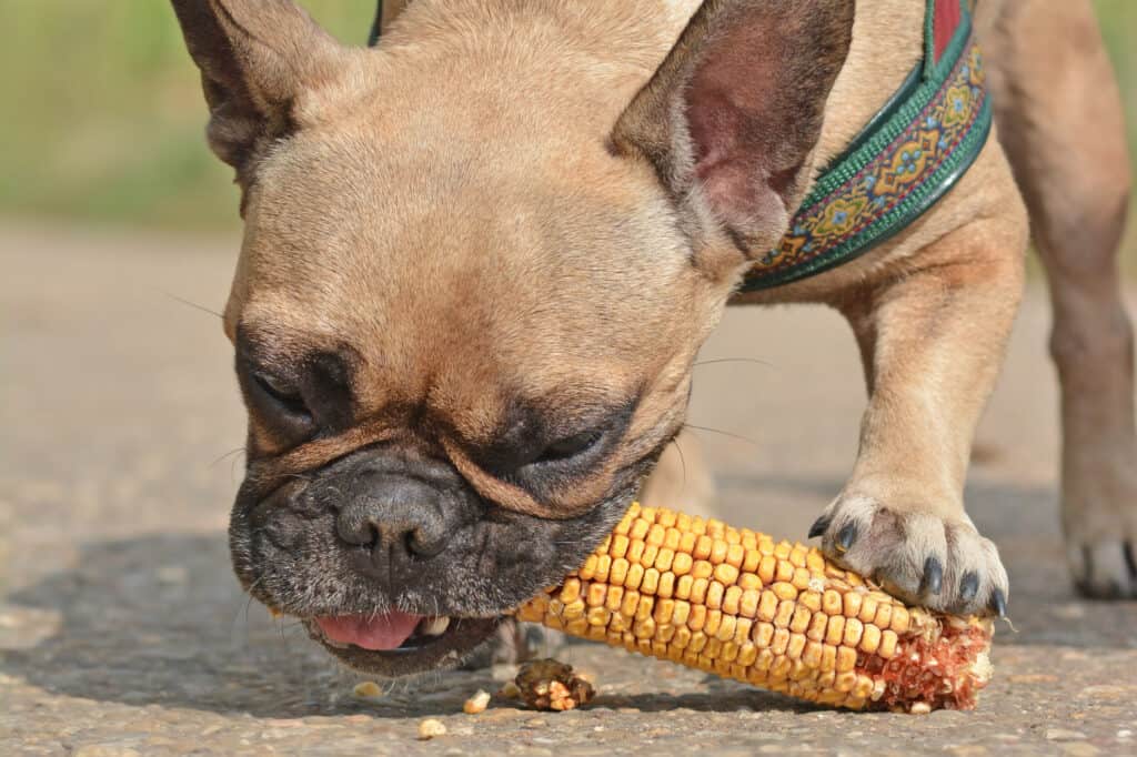 dog eating corn