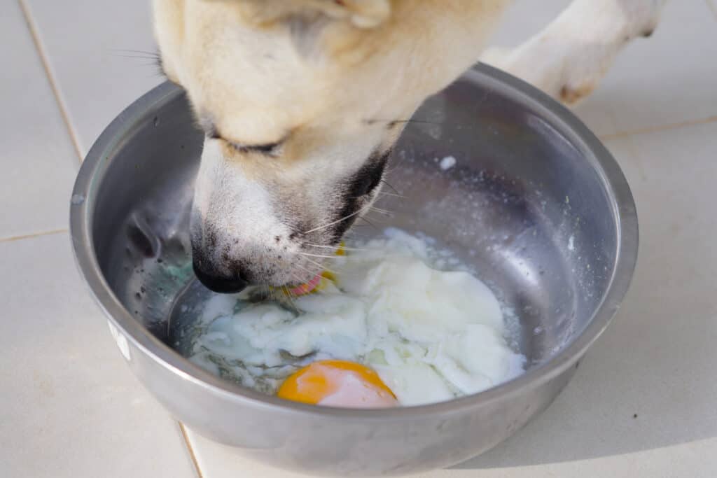 dog eating egg