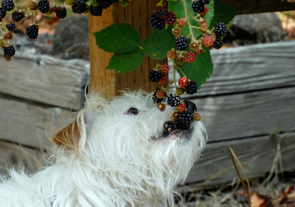 dog eating blackberries