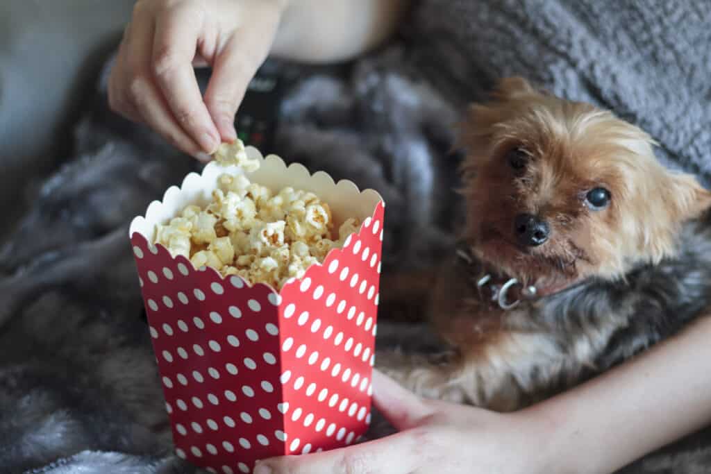 dog with popcorn
