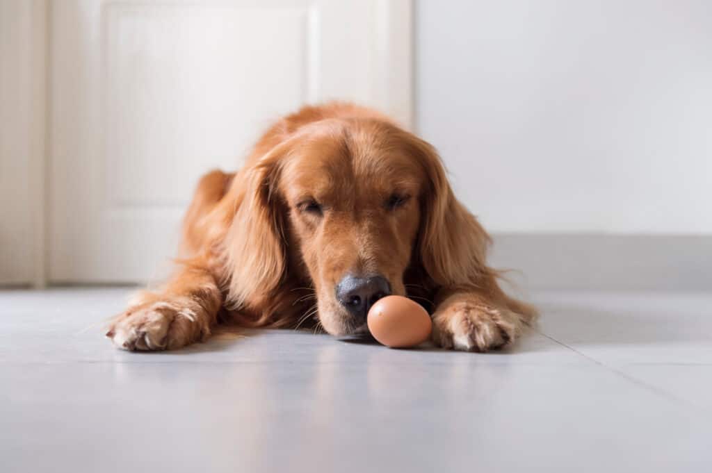 dog looking at egg