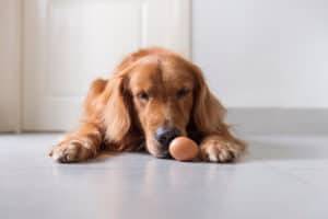 Can Dogs Eat Eggs, Are They Healthy or Dangerous? Picture