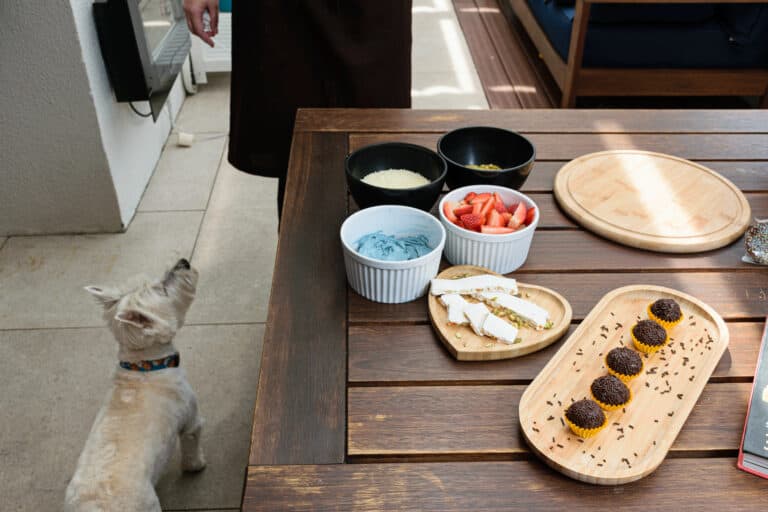 dog looks at cake ingredients on the table (strawberries, pistachios, white granulated chocolate and blue butter cream).