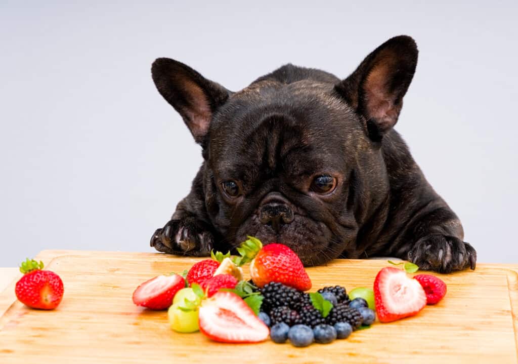 dog looking at berries