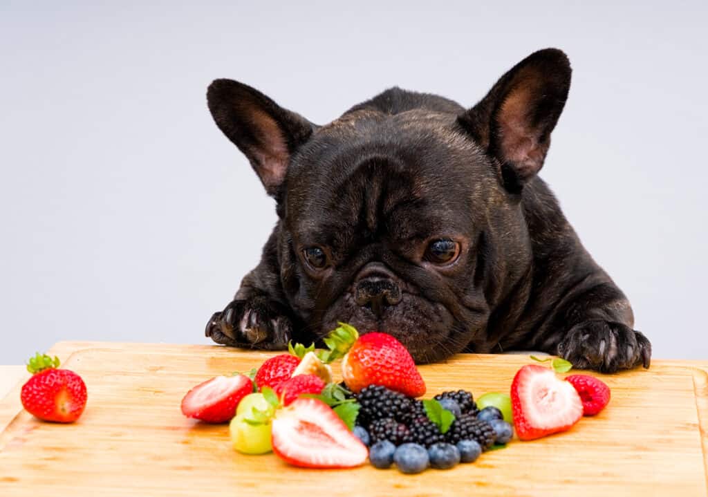 Can Dogs Eat Blackberries Safely What You Should Know Wiki Point   Doglookingberies 1024x719 