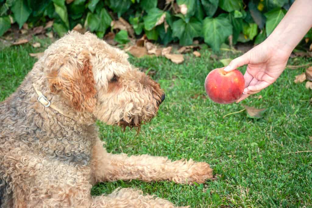 dog being offered a peach