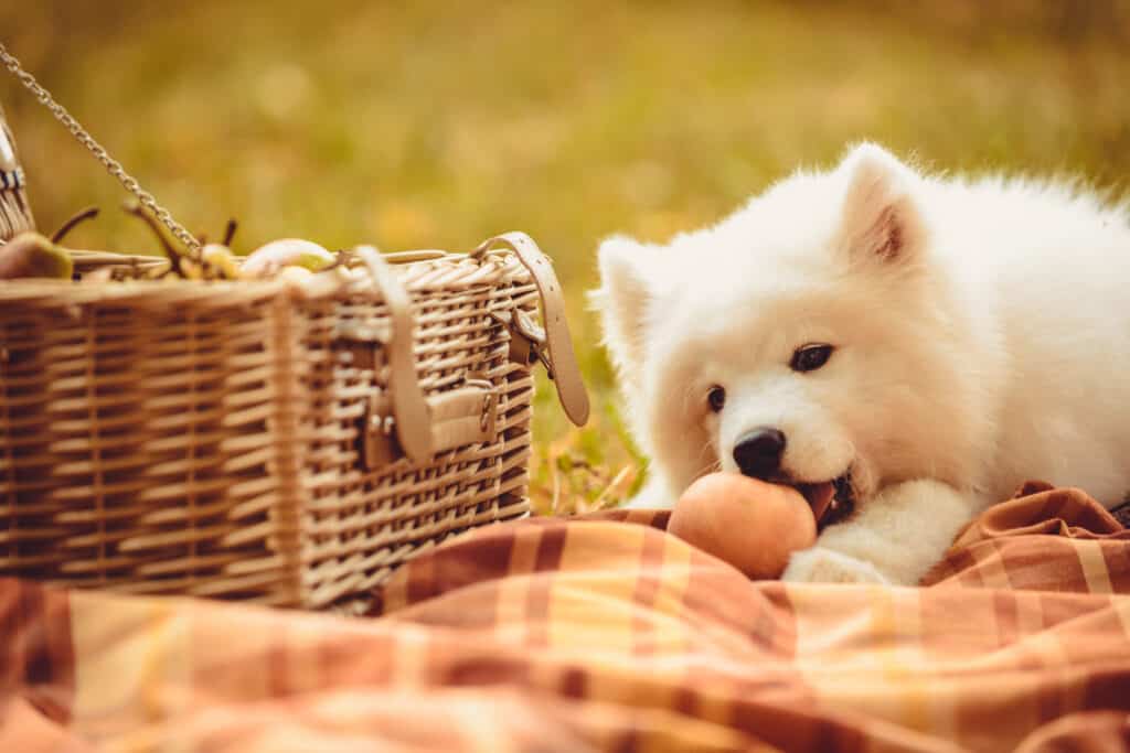 dog eating peaches on a picnic blanket