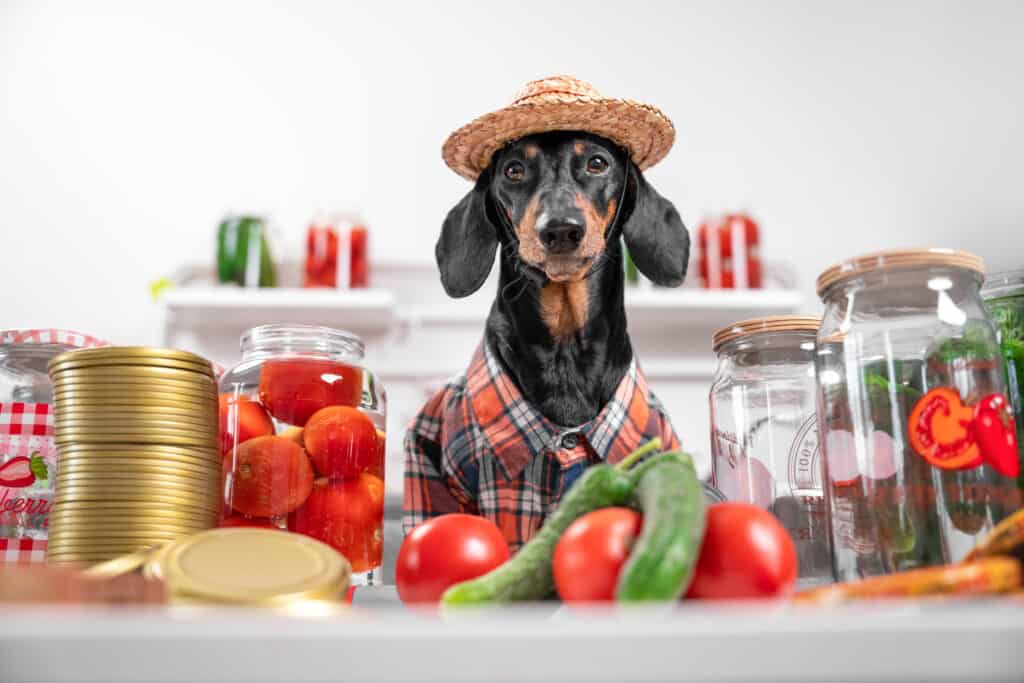 Can Dogs Eat Pickles Safely? It Depends AZ Animals