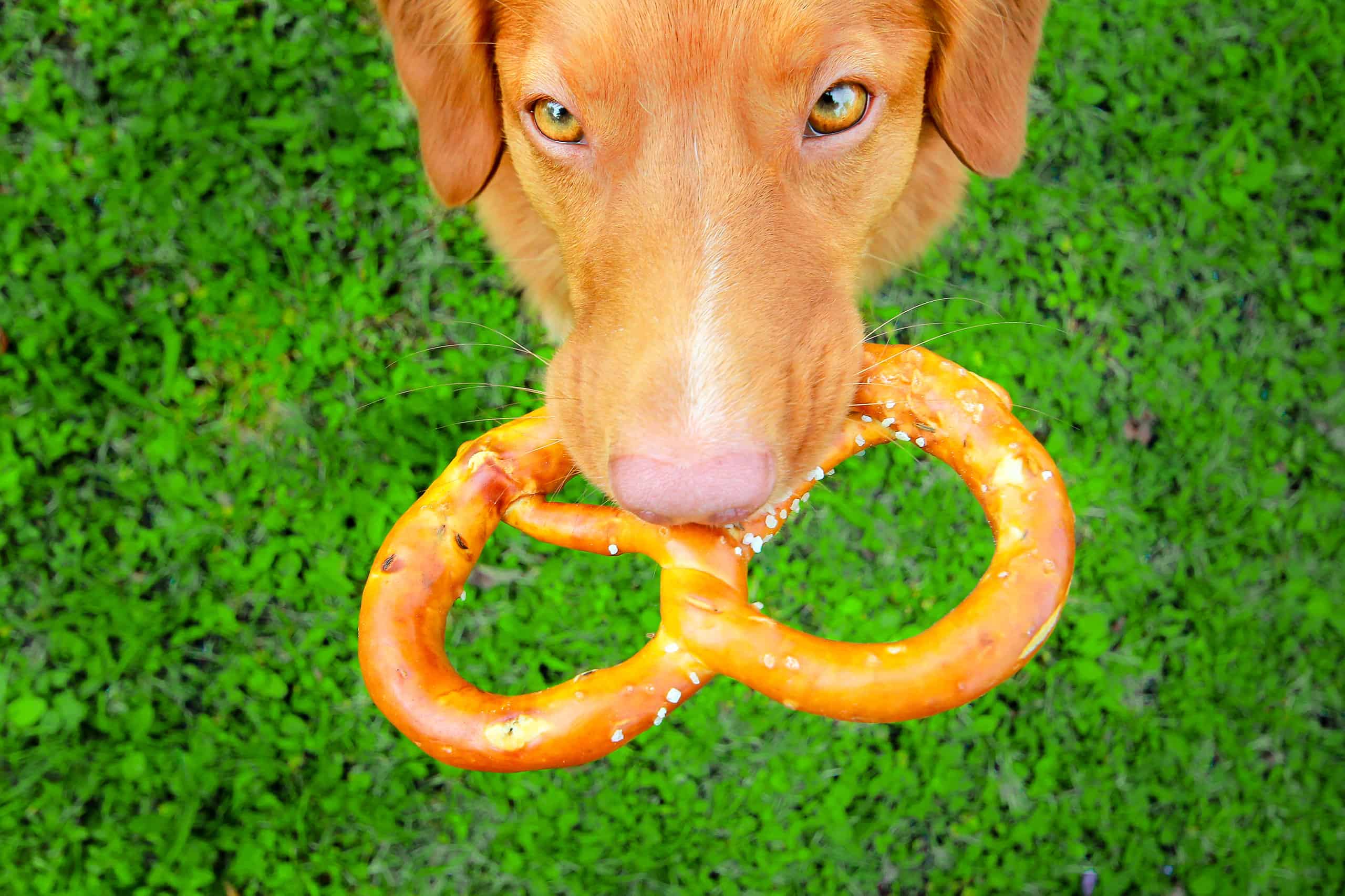 dog with pretzel in mouth