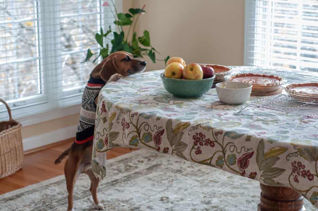 dog stares longingly at pumpkin pie