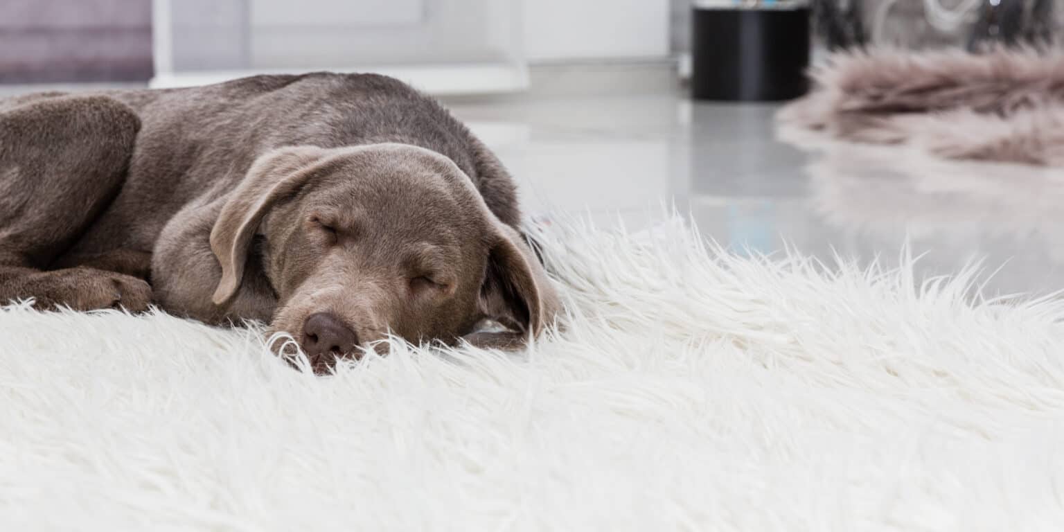 How Much Sleep Does A Dog Need? (By Age, Size, And More) AZ Animals