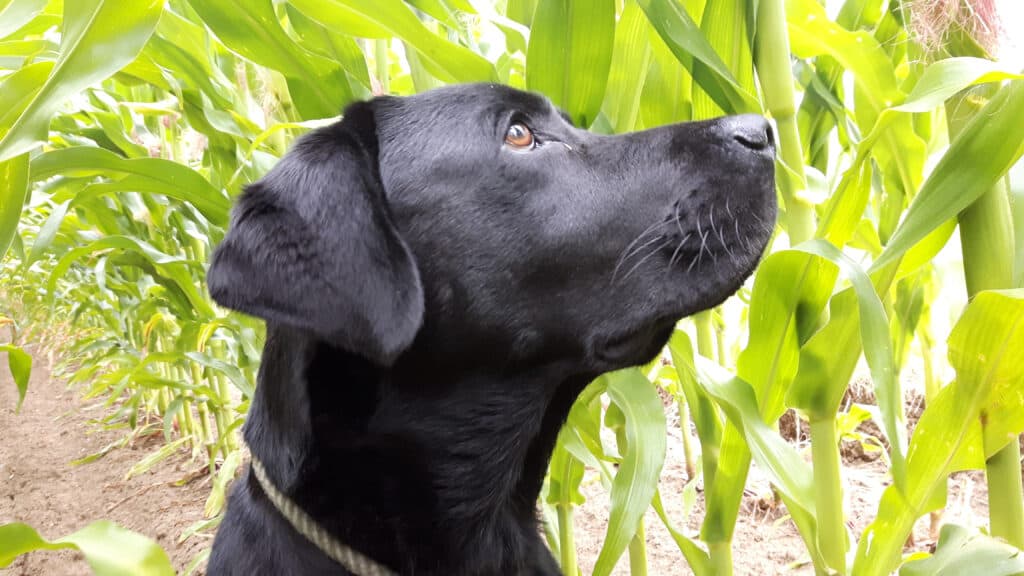 dog staring longingly at cornfield