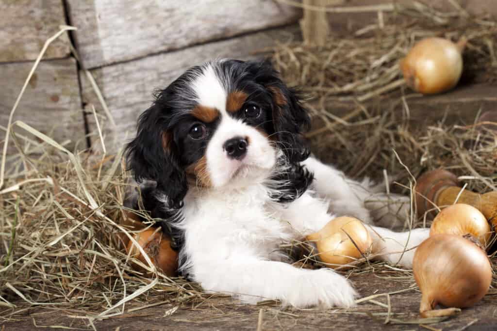 dog with onions