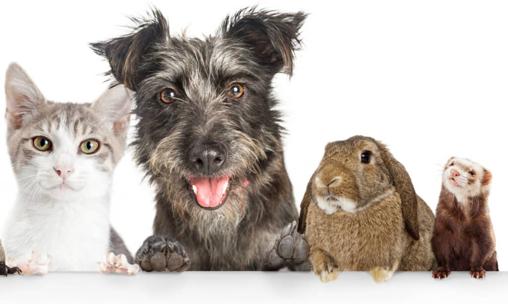 Cat, dog, rabbit, and ferret on a white background