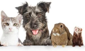 Rabbits vs Ferrets: Which is the Right Pet for You? photo