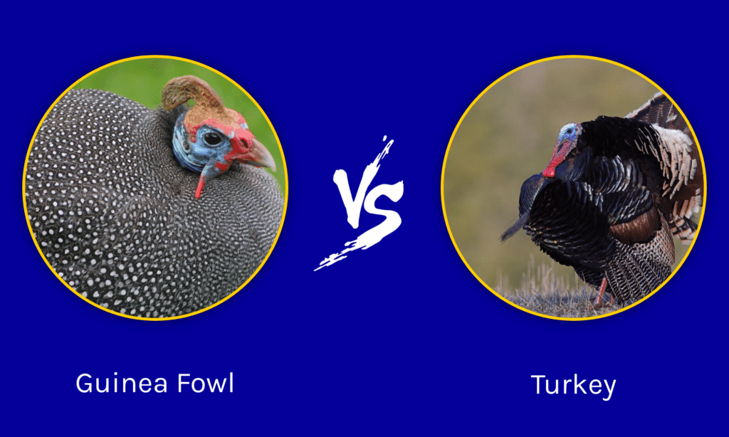 Guinea Fowl vs Turkey: Six Key Differences - AZ Animals