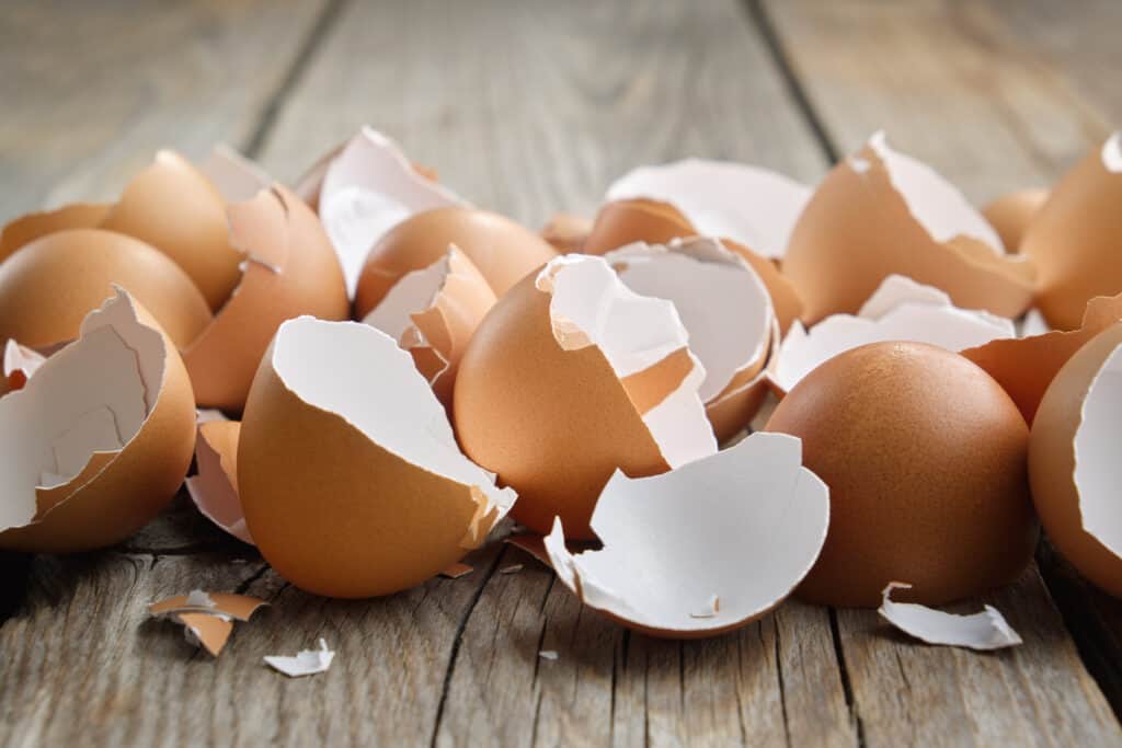 egg shells