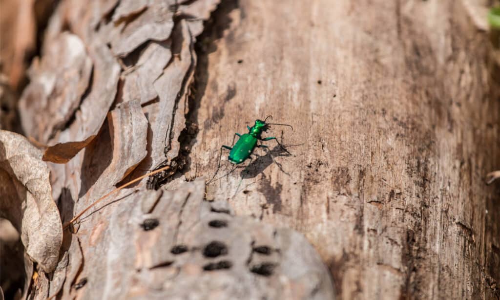 An Emerald Ash Borer on an ash tree