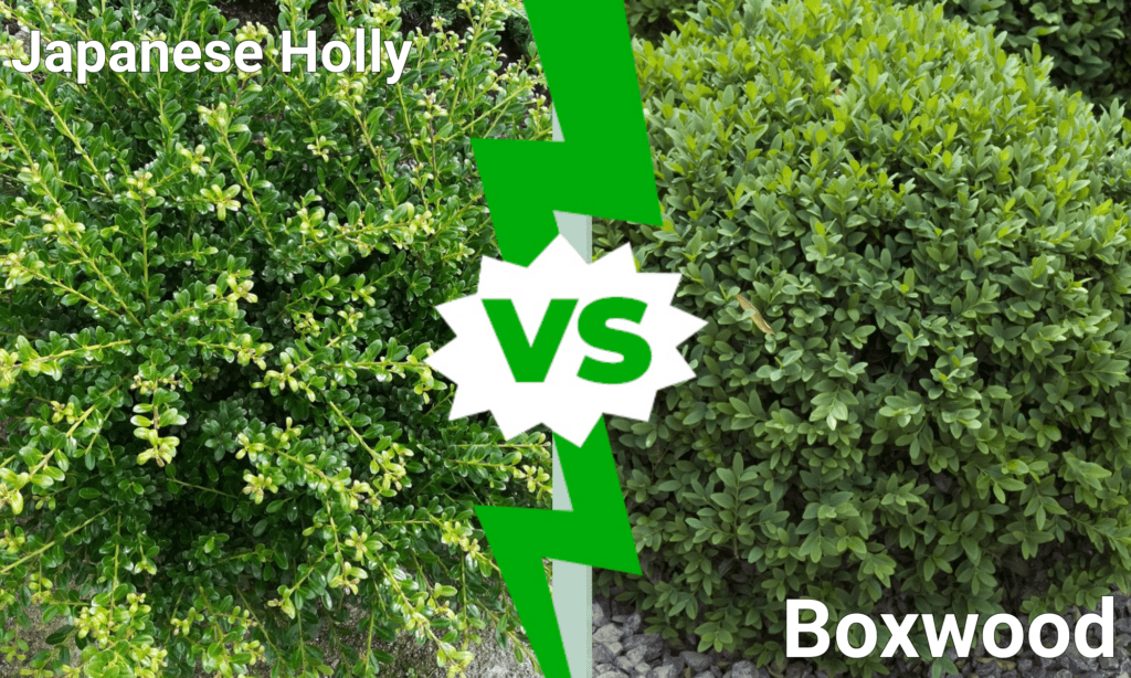 Japanese Holly vs Boxwood