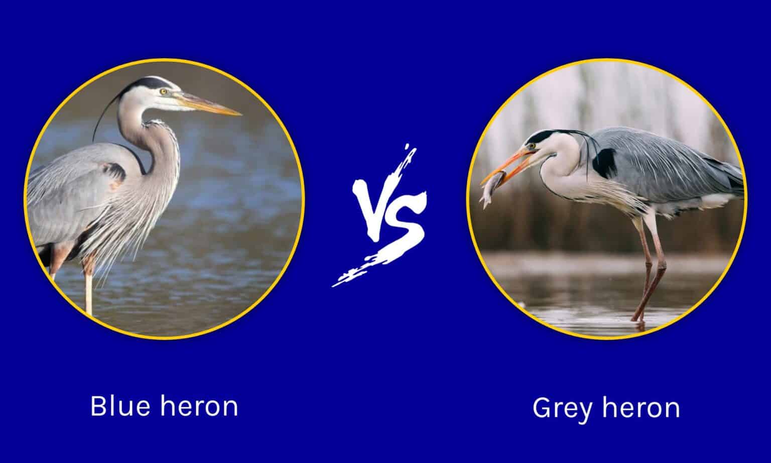 Grey Heron Vs Blue Heron What Are The Differences A Z Animals   F6e0a300134e8bde8dc87362b031344f5bda7ddd 1536x922 