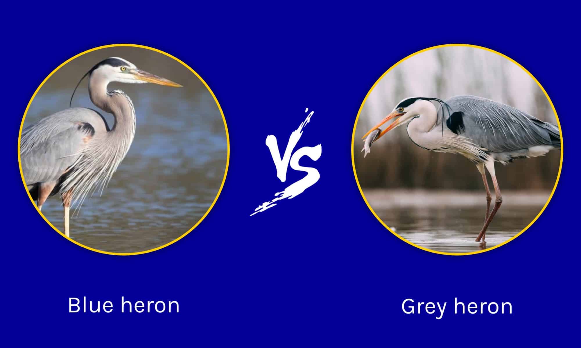 grey-heron-vs-blue-heron-what-are-the-differences-a-z-animals