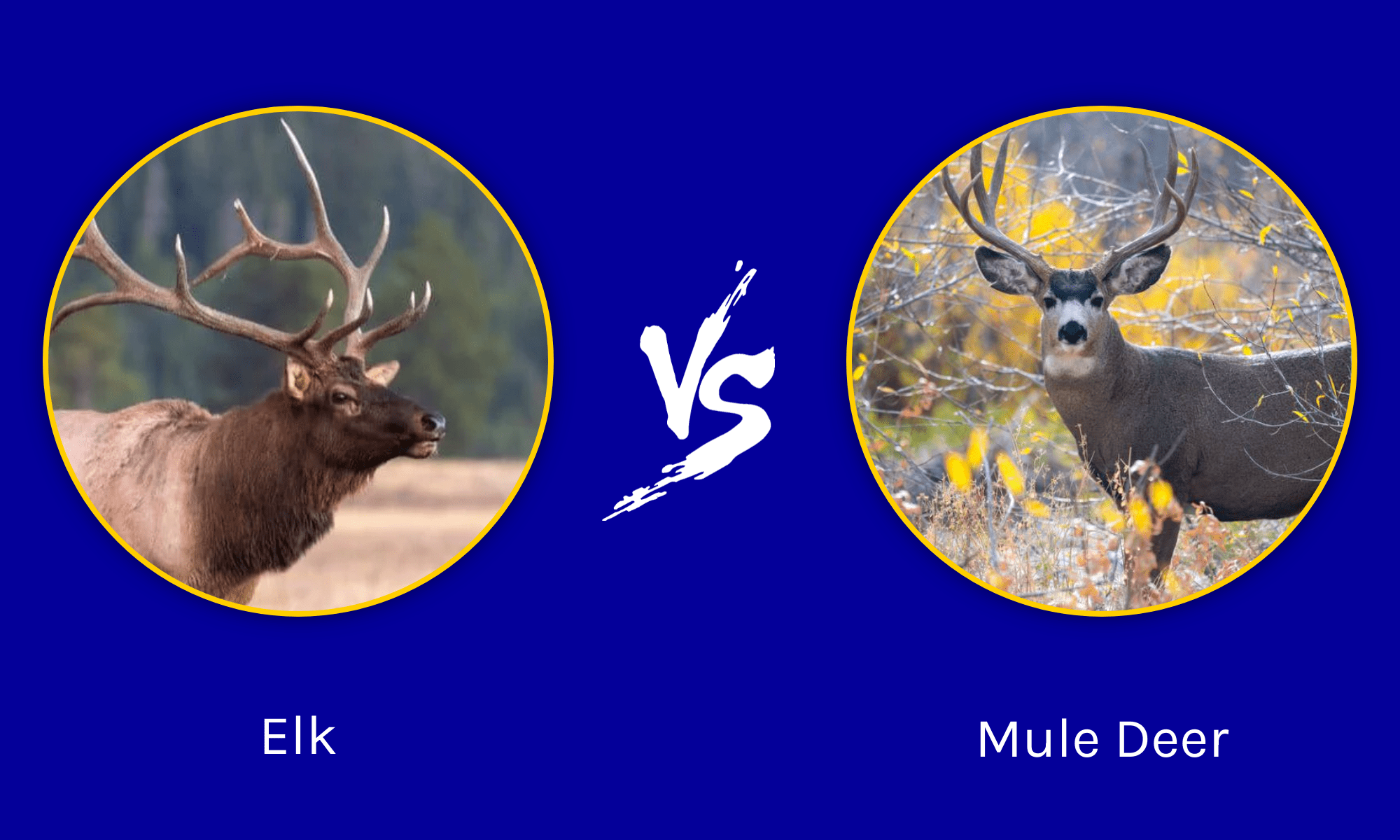 Elk vs Mule Deer: What Are The Differences? - A-Z Animals