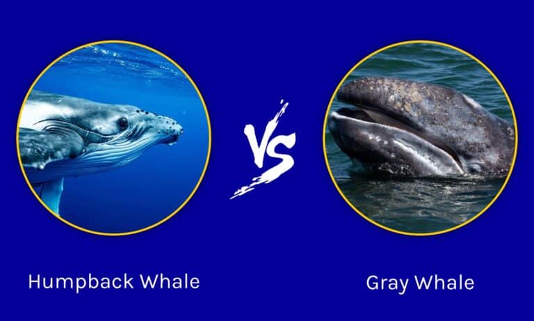 Gray Whale vs Humpback: What are the Differences? - W3schools