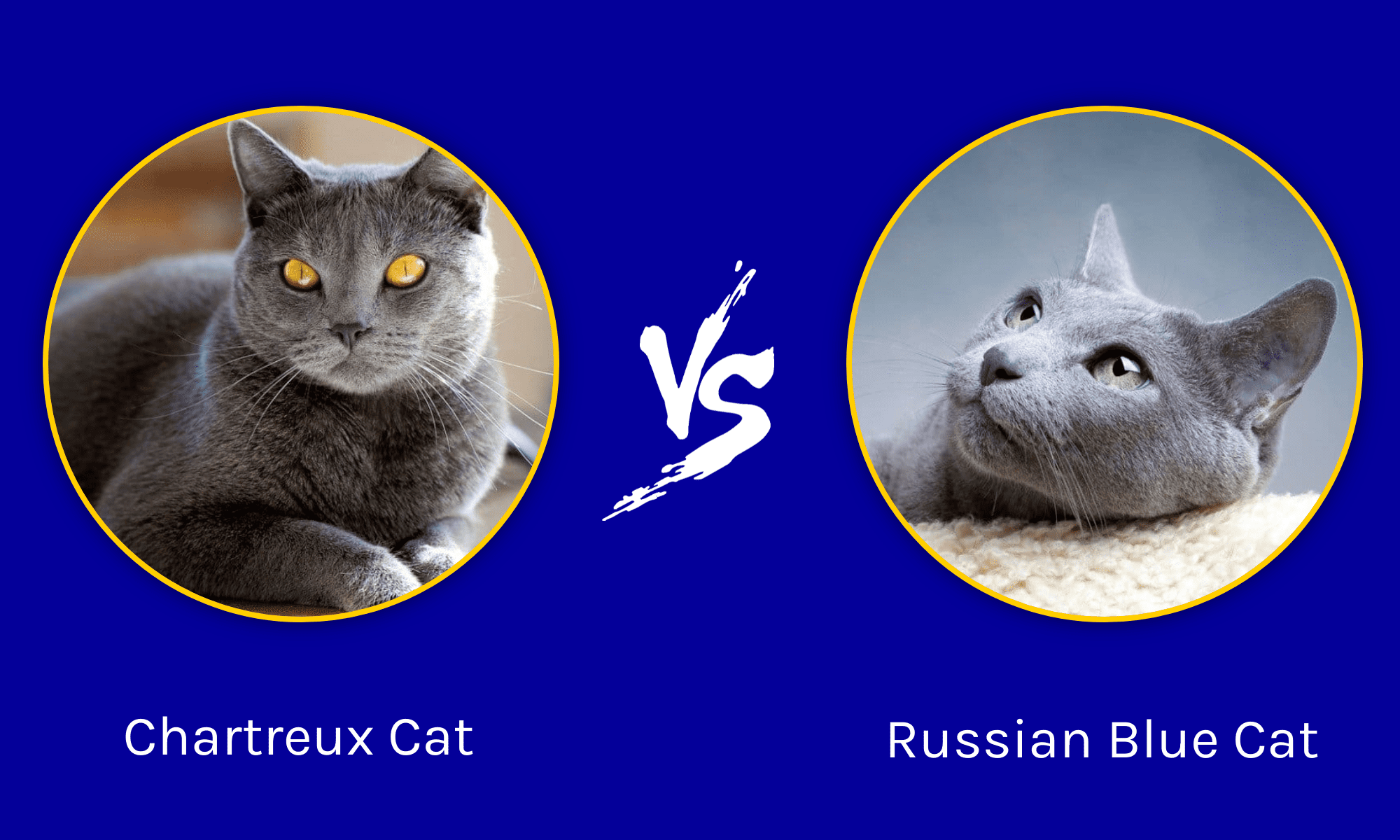 Russian Blue Cat vs Chartreux Cat: What Are the Differences? - A-Z Animals