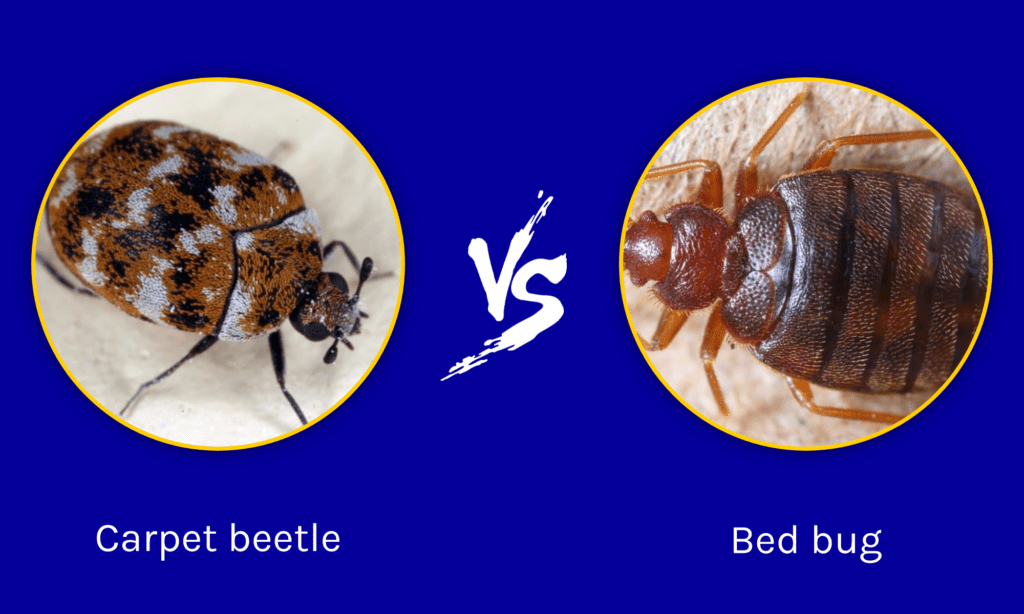 Carpet Beetles vs Bed Bugs: How to Identify and Get Rid of Both